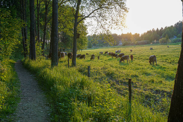 High angle view of cows grazing on field