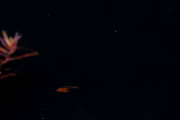 istock a tiny fry ember tetra swimming alone in a dark aquarium 2153599771