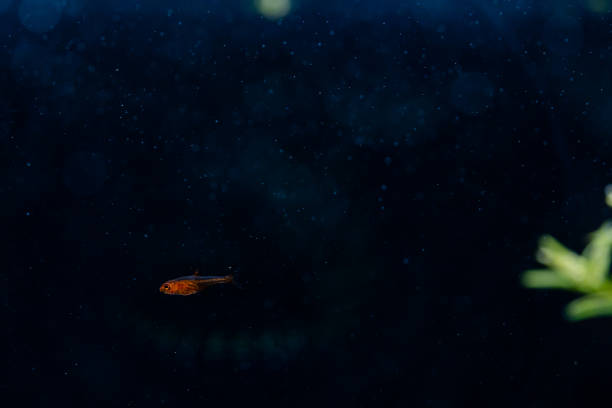 istock a tiny fry ember tetra swimming alone in a dark aquarium 2153599780