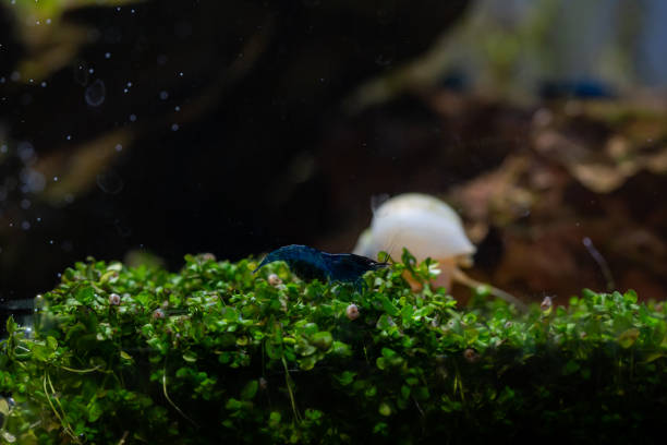 istock a blue shrimp eating some rotten plants in a co2 aquarium 2153599791