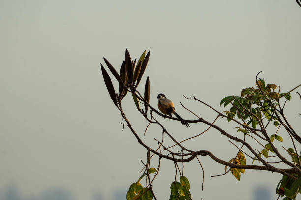istock a long tailed shrike calling for other friends 2153600041