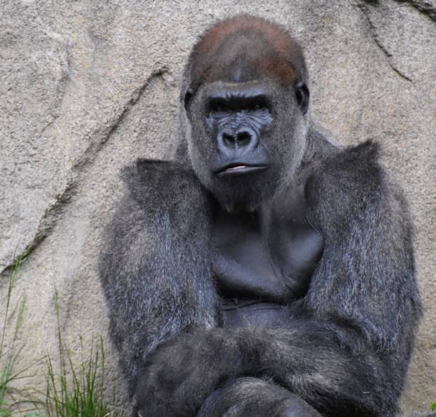 istock Profile of a sitting gorilla 2153600857