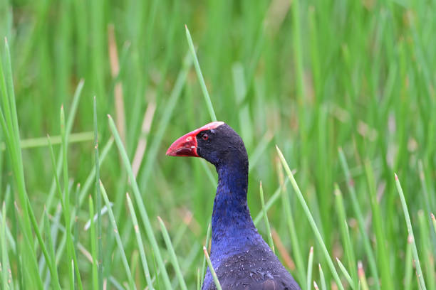 Native Bird of Australia, especially in New South Wales