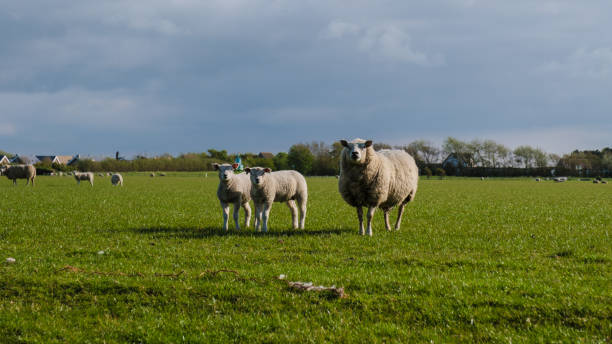 Free Stock Photo of Sheep grazing on a vast field under cloudy sky ...