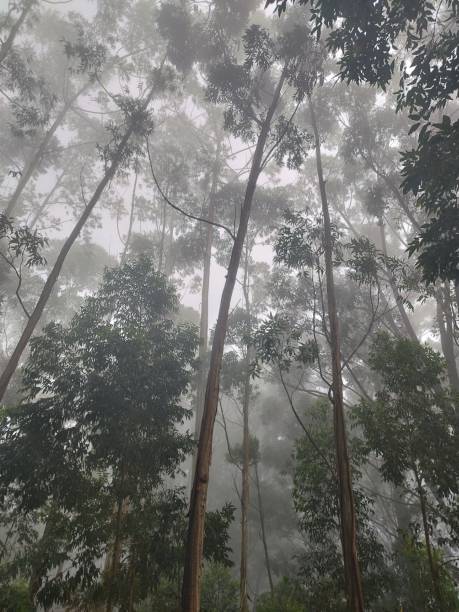 istock Misterious sight of eucalyptus forest 2153604389