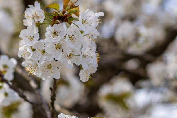 istock Fresh cherry blossoms moving in the wind on a tree 2153605805