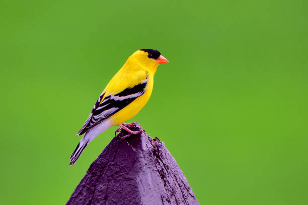 A pair of vibrant American Goldfinches share a mesh sock feeder, snacking on nyjer seeds, capturing the lively essence of late spring.