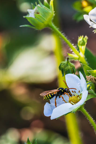A wasp sits on a white strawberry flower during the day in nature High quality photo