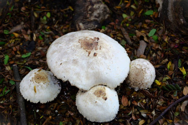 Several Agaricus mushroom growing on the edge of the sidewalk on a cloudy day