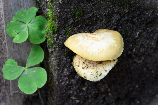 Wild mushroom growing on the wall