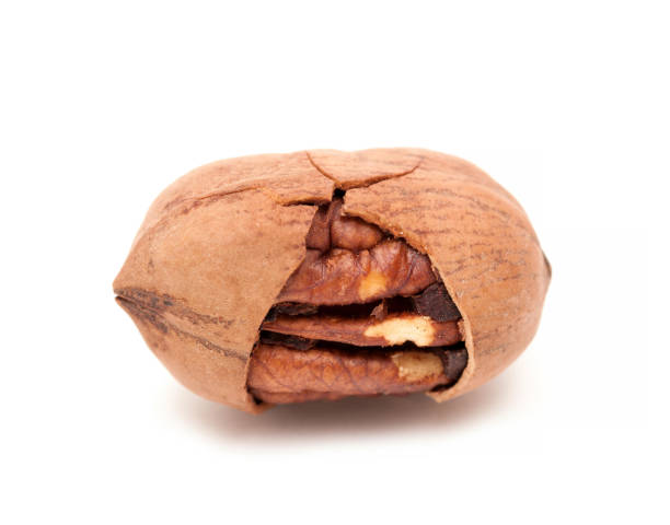 Close up of pecan nuts isolated on white backgrund.