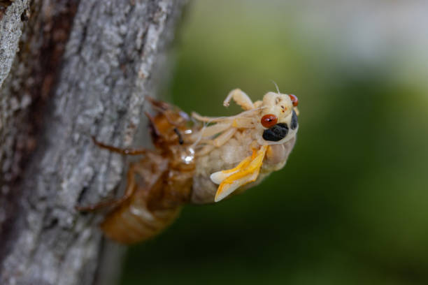 istock Newly Emerged Periodical Cicada 2153609305