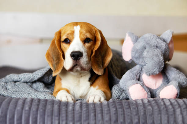 A beagle dog is lying on the bed under a gray knitted blanket next to a soft fluffy elephant toy