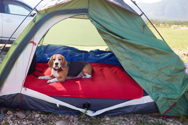 istock A beagle dog is lying in a tent. Traveling with a pet 2153609613