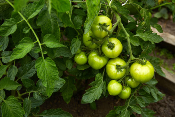 istock Green tomatoes growth in greenhouse. 2153609737