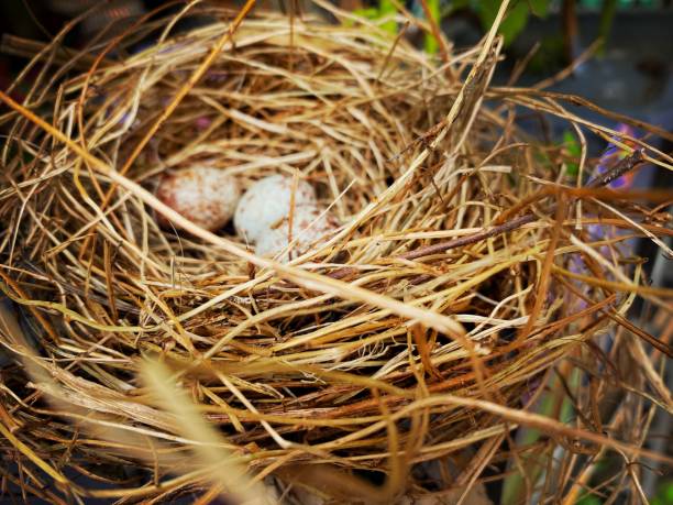 eggs organic fresh in straw hay on white background.