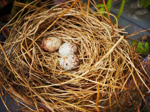 Close-up of a nest with three bird eggs