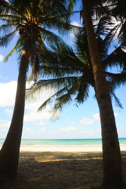 Beach background with coconut tree, Summer time.
