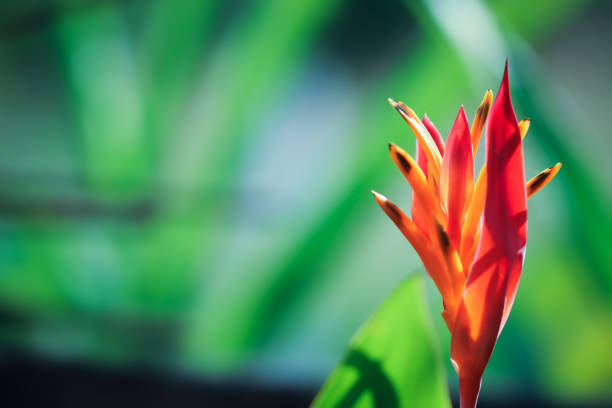 Vientiane, Laos: close-up photograph capturing the petals of a frangipani / plumeria flower, over a defocused bokeh background.