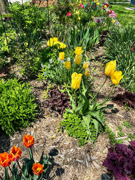 istock Gorgeous flower garden in Two Rivers, Wisconsin during springtime 2153611794
