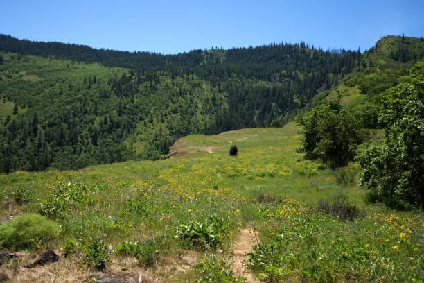 istock Dirt hiking path winding through meadow covered in yellow wildflowers 2153613764