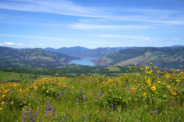 istock Gently rolling meadow covered in wildflower blossoms in a river valley 2153613909