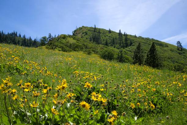istock Rolling meadow covered in bright yellow wildflowers in the mountains 2153613935