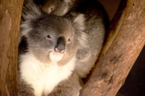 Koala Bear Eating Leaves, Australia.
