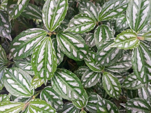 istock decorative plants Pilea cadierei 2153615319