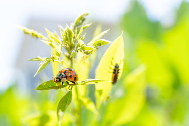 Close up of a black spotted ladybird and a red spotted ladybird on the stem of a clematis vine