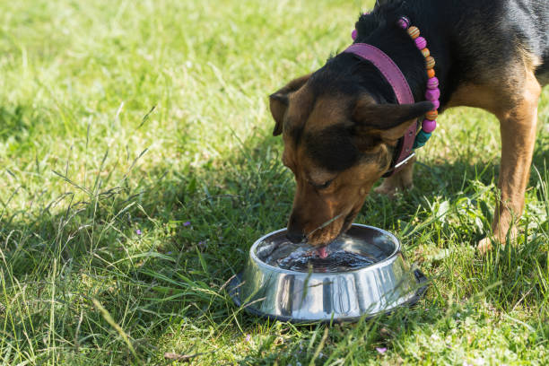 Very important in warm weather, the dog needs something to drink
