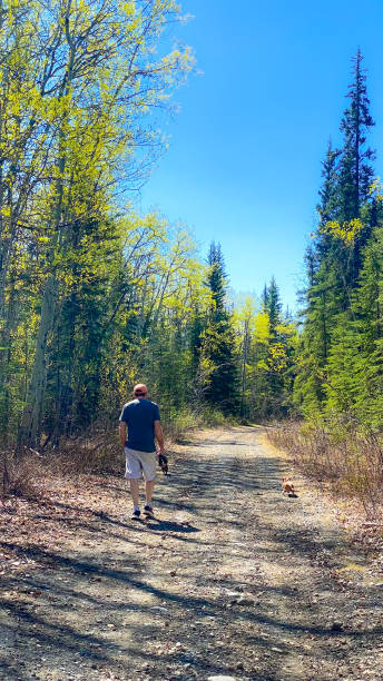 istock Man Walking Dachshunds in Alaska 2153617754