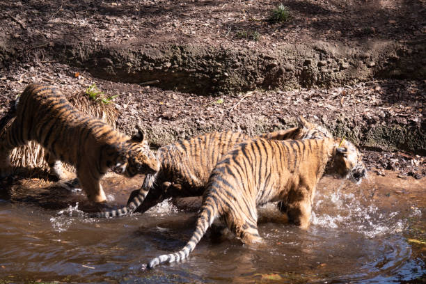 istock the tiger cub are playing in the water 2153617771