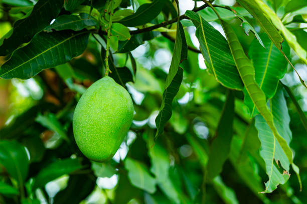 istock Single fresh green raw mango fruit with leaves hanging on the mango tree. 2153617829