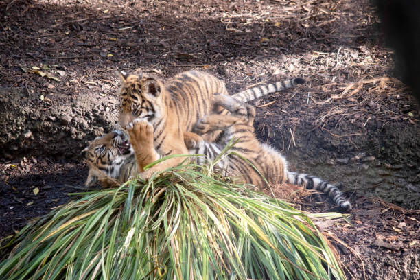 istock the tiger cub are playing in the water 2153617952