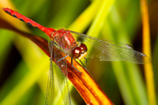 istock Red meadowhawk dragonfly with a white face in New Hampshire. 2153617971