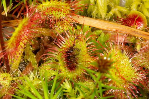 Hoverfly trapped in a sticky sundew leaf in New Hampshire.