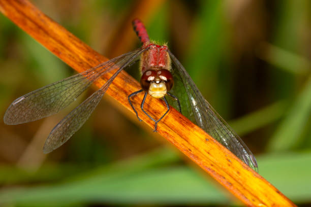 istock Red meadowhawk dragonfly with a white face in New Hampshire. 2153618262