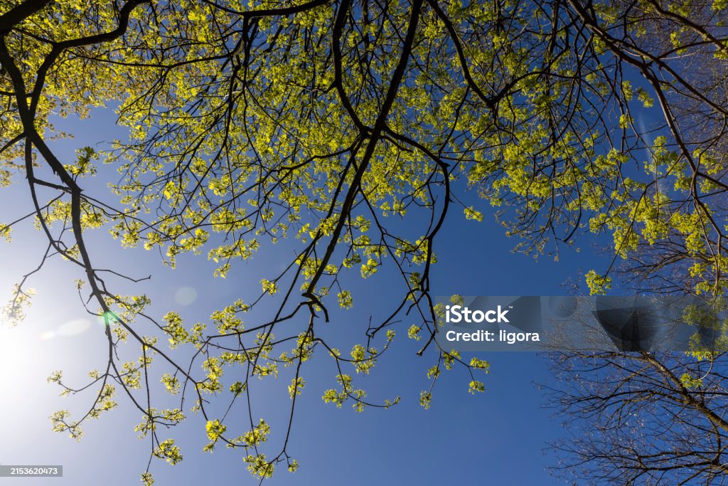 Tree During T Spring A Park With Different Types Of Trees In The Spring During Flowering ...