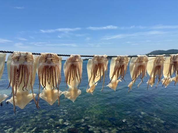 Dried squid traditional in Jeju, South Korea