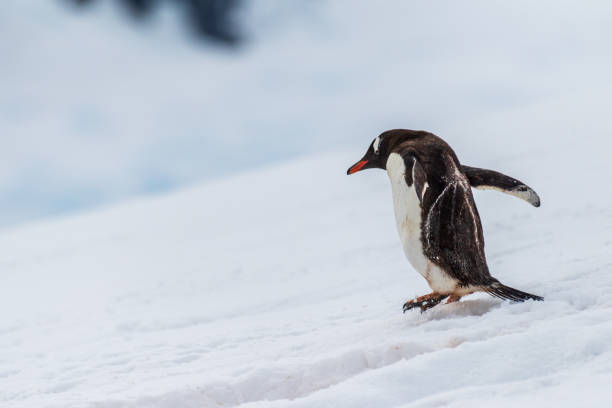istock Gentoo colony at Danco Island 2153623401