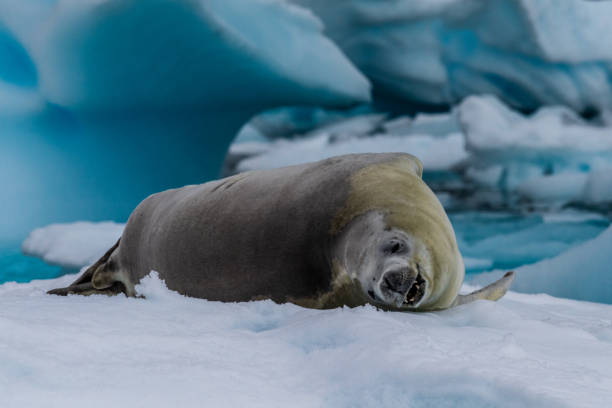 istock Crabeater Seal resting on a sheet of ice 2153623440