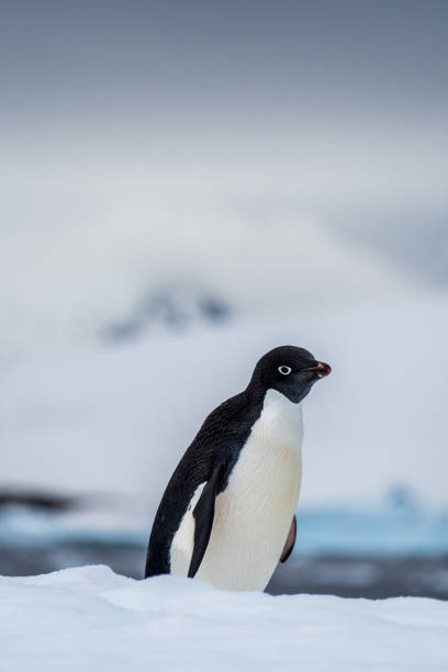 istock Adelie Penguin standing on an iceberg 2153623452
