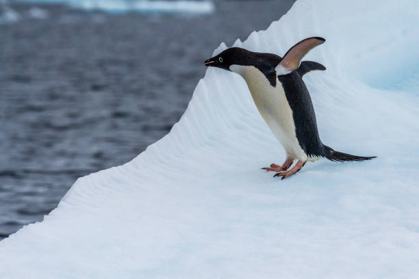 istock Adelie Penguin standing on an iceberg 2153623468