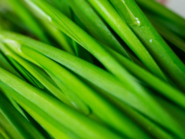 Leek leaves close-up