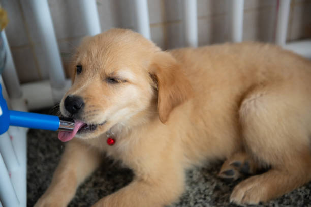 istock Thirsty Young Golden Retriever Puppy Drinking Water 2153625393