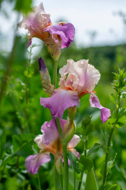 istock Iris flowers in bright colors - light purple 2153627373