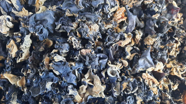 istock texture of dried oyster mushrooms 2153627740