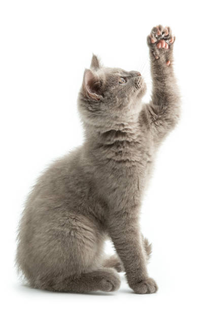 istock British kitten sitting in front of white background. 2153627876