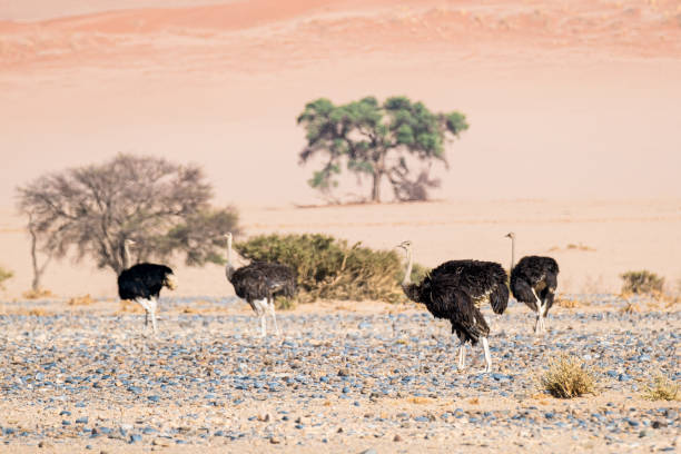 Ostriches in the savannah